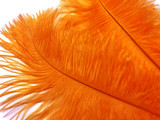 10 Pieces - 6-8" Orange Ostrich Dyed Drabs Feathers