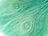 5 Pieces - Aqua Green Bleached & Dyed Peacock Tail Eye Feathers