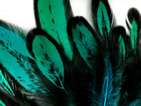 1 Dozen - Peacock Green Whiting Farms Laced Hen Saddle Feathers
