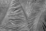 100 Pieces - 6-8" Silver Gray Ostrich Drabs Body Wholesale Feathers (Bulk)