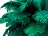 100 Pieces - 6-8" Peacock Green Ostrich Drabs Body Wholesale Feathers (Bulk)