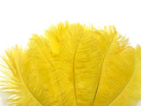 100 Pieces - 6-8" Sunshine Yellow Wholesale Ostrich Drabs Feathers (Bulk)