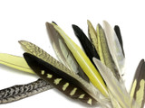 4 Pieces - Multicolor Yellow, Gray, White Cockatiel Wing Ethically Sourced Feathers