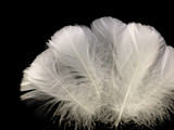 1 Pack - 2-3" White Goose Coquille Loose Feathers - 0.35 Oz.