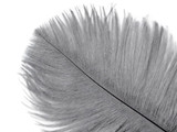 100 Pieces - 11-13" Silver Gray Ostrich Drab Wholesale Feathers (Bulk)