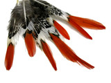 5 Pieces - 4-6" Short Natural Orange Tips Lady Amherst Pheasant Feather