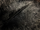 1/2 Lb. - 19-24" Black Ostrich Extra Long Drab Wholesale Feathers (Bulk)