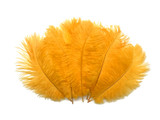 1/2 Lb. - 19-24" Golden Yellow Ostrich Extra Long Drab Wholesale Feathers (Bulk)