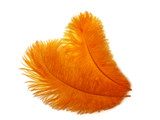 1/2 Lb - 17-19" Orange Large Ostrich Drab Feathers Wholesale (Bulk)