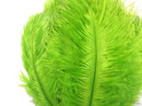 10 Pieces - 17-19" Lime Green Large Bleached & Dyed Ostrich Drabs Body Feathers