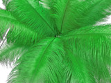 1/2 Lb - 17-19" Light Green Ostrich Large Drab Wholesale Feathers (Bulk)