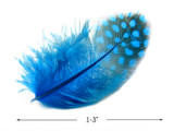 1 Pack - Turquoise Blue Guinea Hen Polka Dot Plumage Feathers 0.10 Oz.