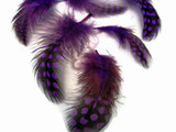 1 Pack - Purple Guinea Hen Polka Dot Plumage Feathers 0.10 Oz.
