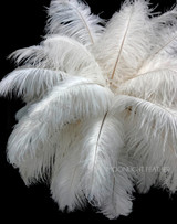 1/2 lb. - 14-17" Off White Ostrich Large Body Drab Wholesale Feathers (Bulk)