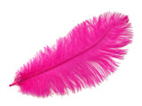 1/2 Lb. - 19-24" Hot Pink Ostrich Extra Long Drab Wholesale Feathers (Bulk)