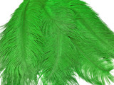 1/2 lb. - 14-17" Light Green Ostrich Large Body Drab Wholesale Feathers (Bulk)