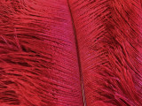 1/2 lb. - 14-17" Red Ostrich Large Body Drab Wholesale Feathers (Bulk)