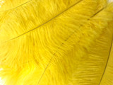 1/2 lb. - 14-17" Yellow Ostrich Large Body Drab Wholesale Feathers (Bulk)