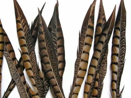 10 Pieces - 8-10" Natural Lady Amherst Pheasant Tail Feathers