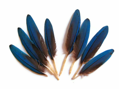 4 Pieces - Small Natural Blue Scarlet Macaw Wing Rare Feathers