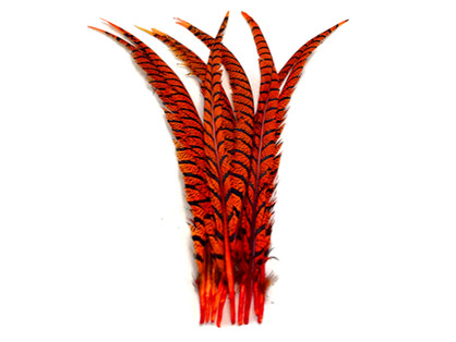 5 Pieces - 30-35" Orange Zebra Lady Amherst Pheasant Tail Super Long Feathers