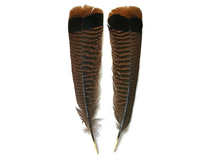 5 Pieces - Natural Merriam Black And Brown Wild Turkey Tail Feathers