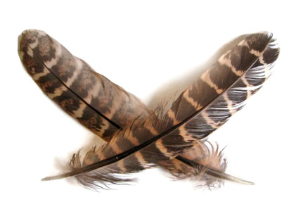 Ringneck Pheasant Tail Feathers - The Wandering Bull, LLC