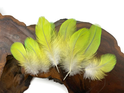 4 Pieces - Lime Green Macaw Plumage Feathers Ethically Sourced