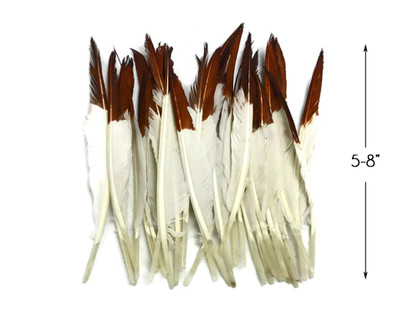 1 Pack - Brown Tipped Duck Primary Wing Pointer Feathers 0.50 Oz.