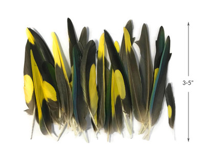 4 Pieces - Yellow, Brown & Green Mix Parakeet Wing Rare Feathers