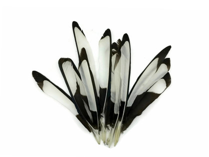 10 Pieces - Natural Black and White Laced Hen Wing Quills Feathers