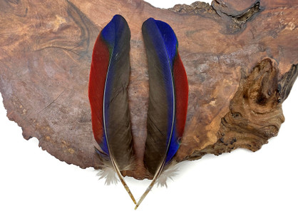 The Cruel Truth Behind Feather Accessories