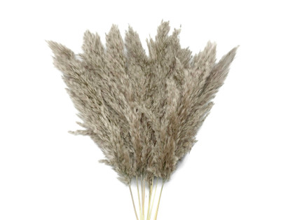 5 Pieces - 20-24" Natural Ivory Preserved Dried Plume Reed Grass