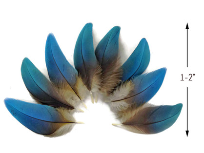 6 Pieces - Small Natural Blue Scarlet Macaw Plumage Body Feathers - Rare-