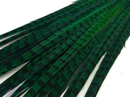 50 Pieces - 18-22" Peacock Green Dyed Over Natural Long Ringneck Pheasant Tail Wholesale Feathers (Bulk)