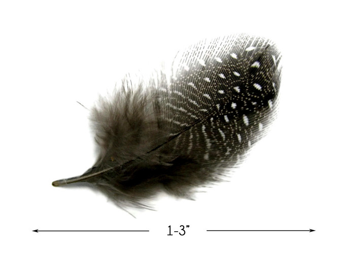 1 Pack - Natural Black & White Guinea Hen Polka Dot Plumage Feathers 0.10 Oz.