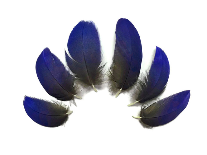 6 Pieces - Small Natural Blue Hyacinth Macaw Plumage Feather