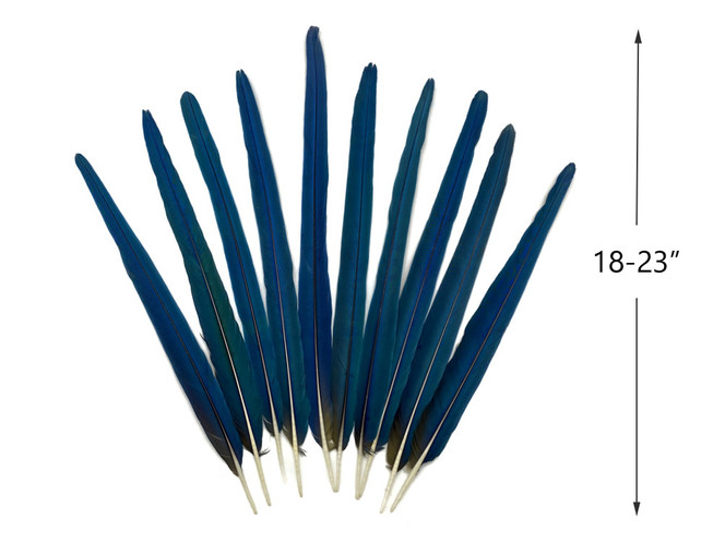 10 Tails Feather Set -  18-23" Iridescent Blue And Yellow Macaw Tail Feather Set - Rare-