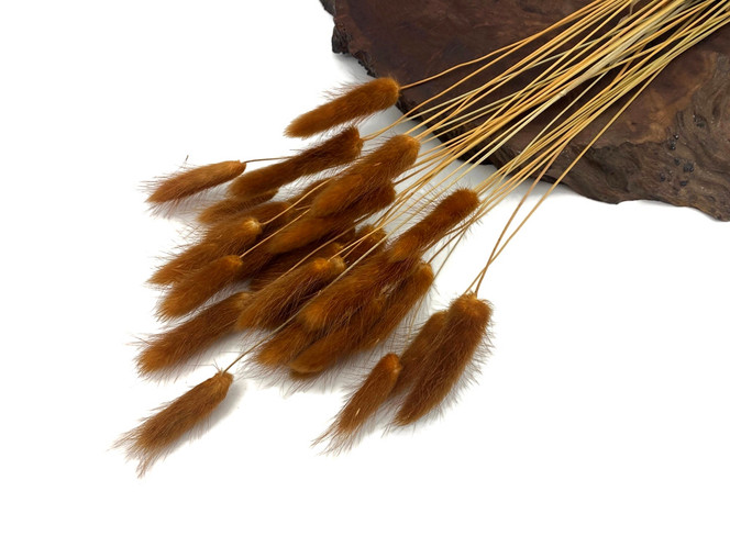 30 Pieces - 12-15" Burnt Orange Bunny Tail Preserved Dried Botanical Grass Bouquet