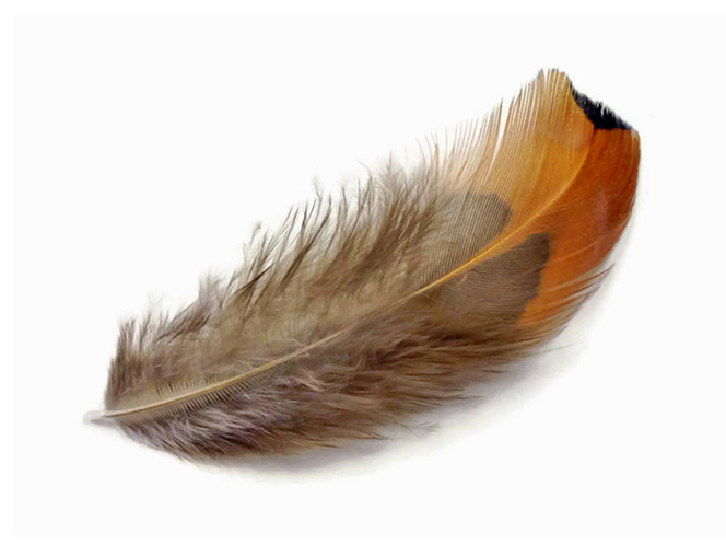 1 Pack - Gold Ringneck Pheasant Plumage Loose Feathers 0.10 Oz.