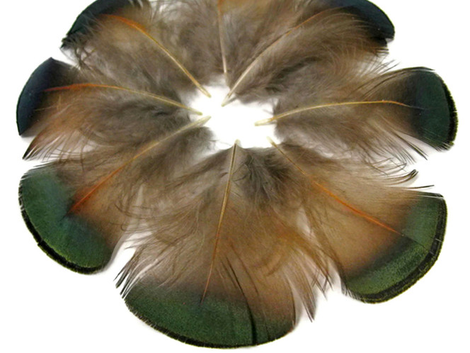 1 Pack - Iridescent Green Bronze Golden Pheasant Plumage Feathers 0.10 Oz