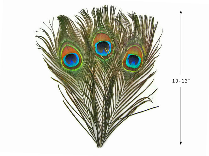 10 Pieces - 10-12" Big Eye Natural Iridescent Green Peacock Tail Eye Feathers