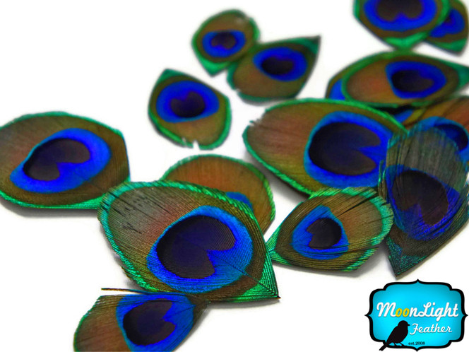 10 Pieces - Trimmed Natural Peacock Tail Eye Feathers