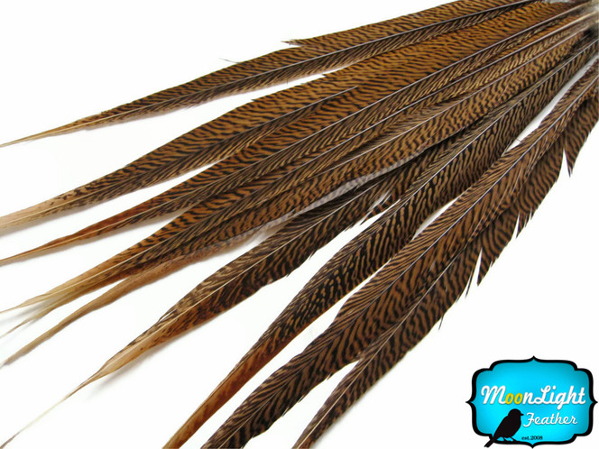 50 Pieces - 18-20" Natural Golden Pheasant Tail Wholesale Feathers (Bulk)