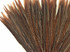 10 Pieces - 10-12" Natural Golden Pheasant Tail Feathers