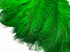 10 Pieces - 11-13" Kelly Green Bleached & Dyed Ostrich Drabs Body Feathers