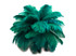 10 Pieces - 14-17" Teal Green Ostrich Dyed Drab Body Feathers