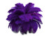 10 Pieces - 11-13" Purple Bleached & Dyed Ostrich Drabs Body Feathers