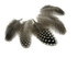 1 Pack - Natural Black & White Guinea Hen Polka Dot Plumage Feathers 0.10 Oz.