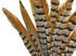 10 Pieces - 8-10" Natural Reeves Venery Pheasant Tail Feathers